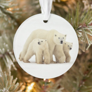 Animaux de bébés cutest Famille d'ours polaires