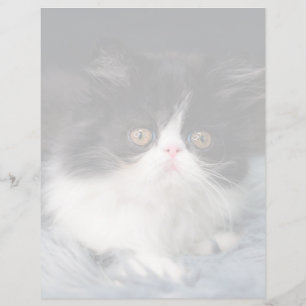 Animaux de bébés cutest Fluffy B&W Kitten