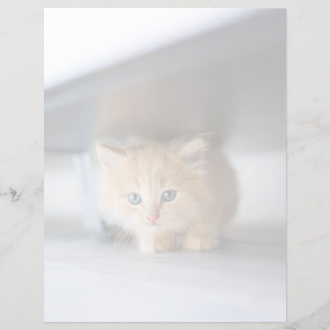 Animaux de bébés cutest | Fluffy Orange Kitten (Devant)