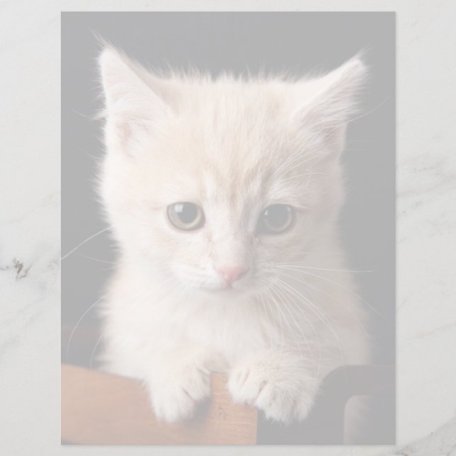 Animaux de bébés cutest | Ginger Kitten (Devant)