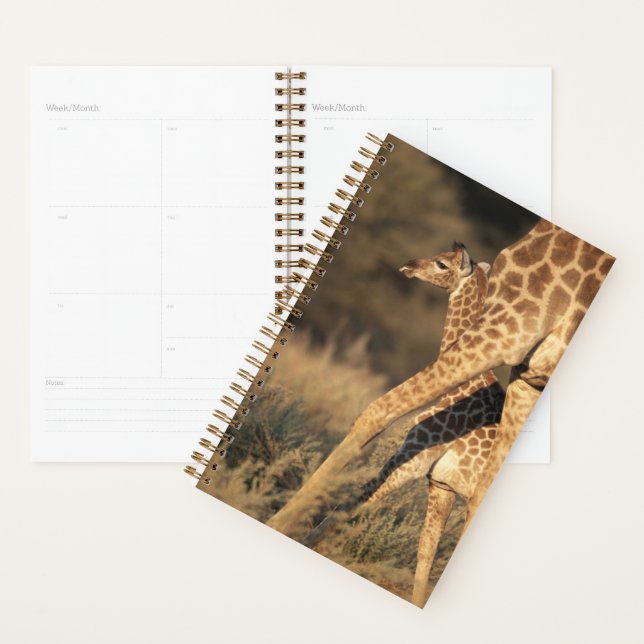 Animaux de bébés cutest | Girafe bébé et parent (Devant avec enveloppe)
