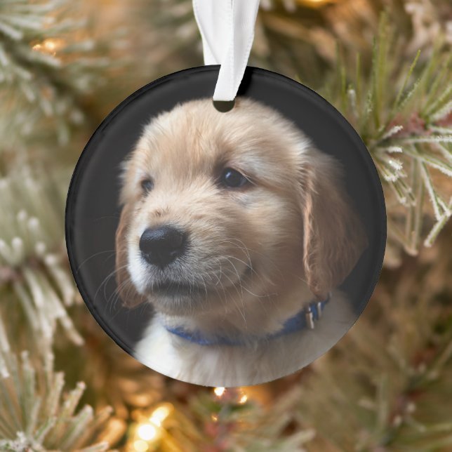 Animaux de bébés cutest | Golden Retriever Puppy (Arbre)