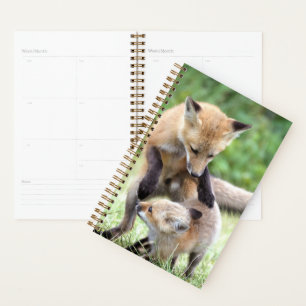 Animaux de bébés cutest Kit et maman Fox adorabl
