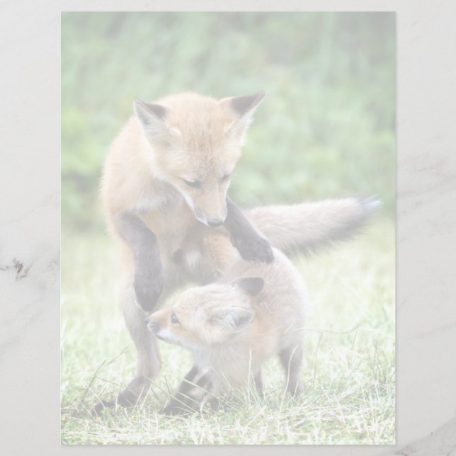 Animaux de bébés cutest | Kit et maman Fox adorabl (Devant)
