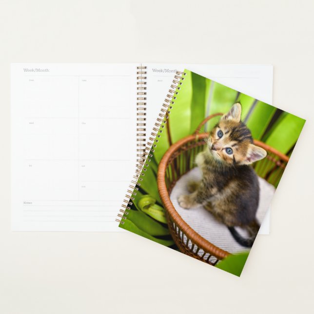 Animaux de bébés cutest | Kitten dans le panier (Devant avec enveloppe)