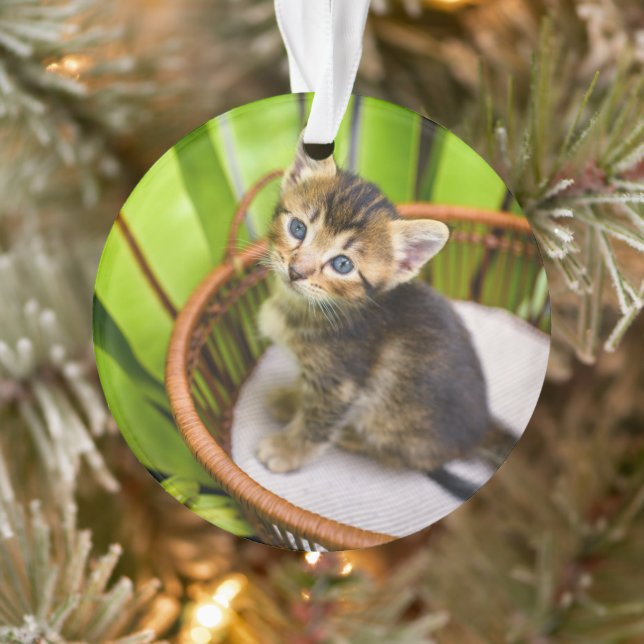 Animaux de bébés cutest | Kitten dans le panier (Arbre)