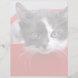 Animaux de bébés cutest Kitten noir et blanc