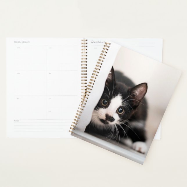 Animaux de bébés cutest | Kitten noir et blanc (Devant avec enveloppe)