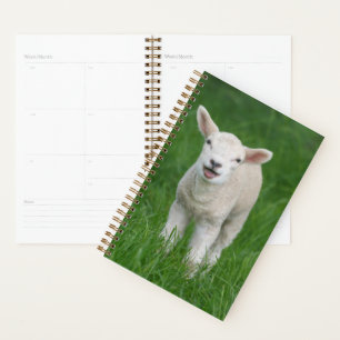 Animaux de bébés cutest Lil Lamb