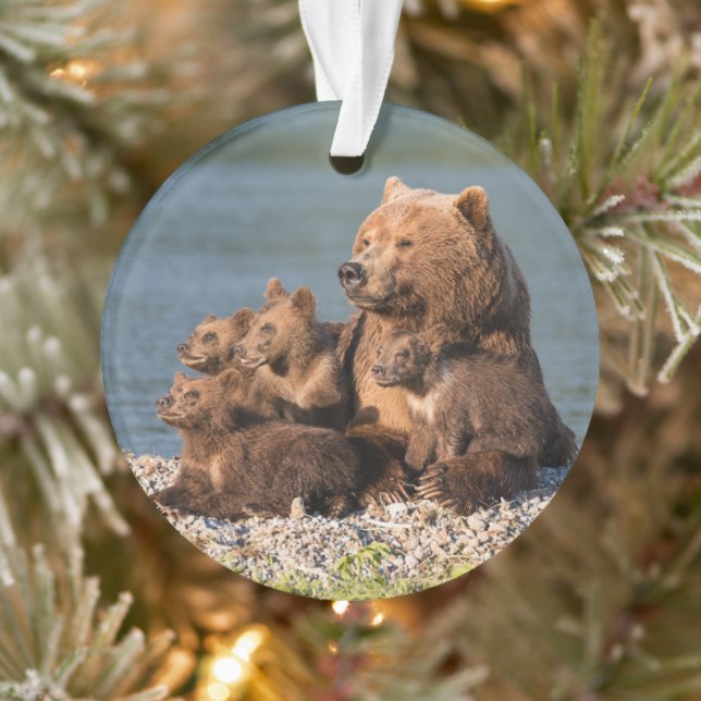 Animaux de bébés cutest | Mère Ours & Cubs (Arbre)