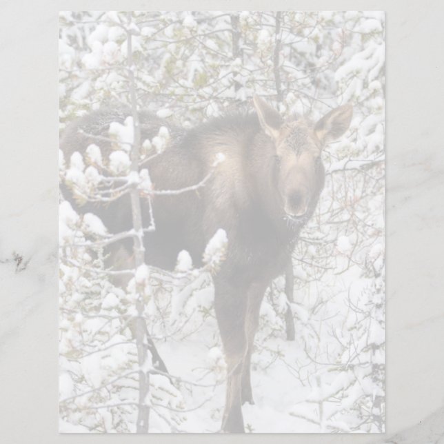 Animaux de bébés cutest | Moose Calf (Devant)