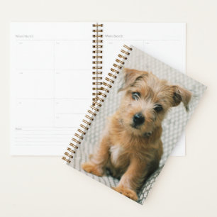 Animaux de bébés cutest   Norfolk Terrier Puppy