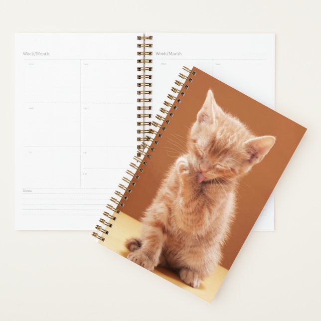 Animaux de bébés cutest | Orange Tabby Kitten (Devant avec enveloppe)