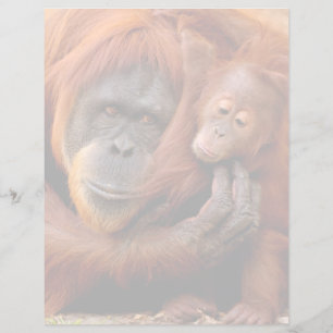 Animaux de bébés cutest   Orangutan Maman & Baby