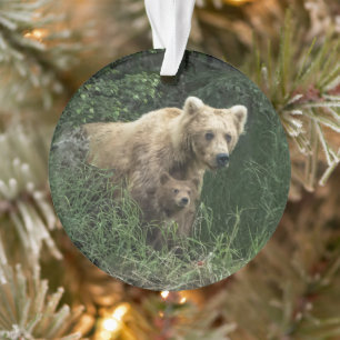 Animaux de bébés cutest   Ours Mama Ours et ses pe