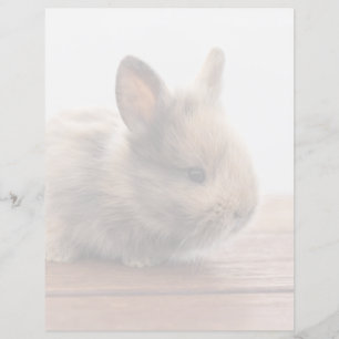 Animaux de bébés cutest Petit lapin bébé