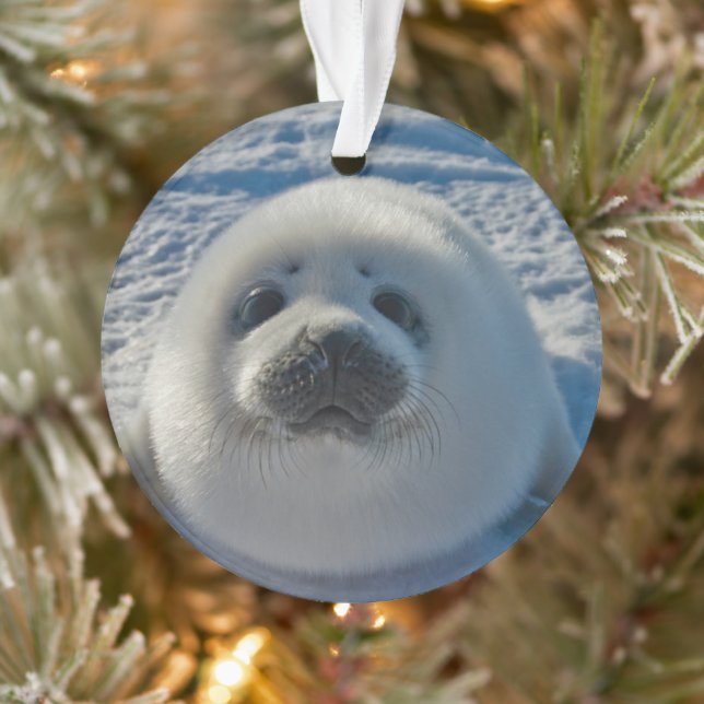 Animaux de bébés cutest | Phoque bébé (Arbre)
