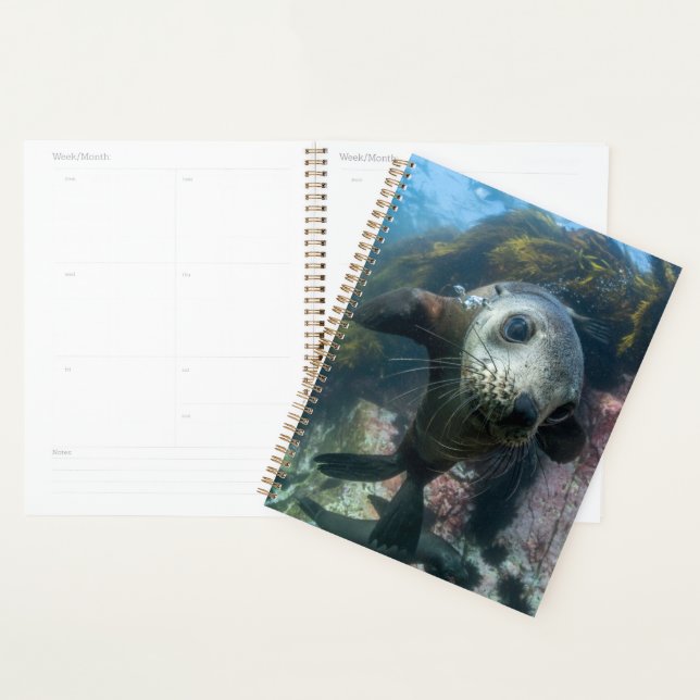 Animaux de bébés cutest | Phoque sous-marin Cape F (Devant avec enveloppe)