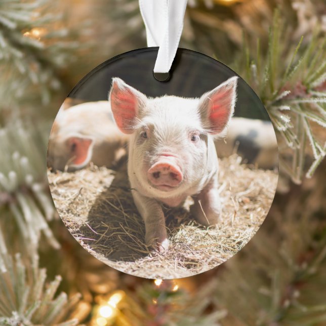 Animaux de bébés cutest | Piglet bébé mignon (Arbre)