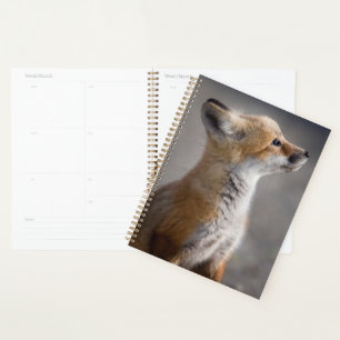Animaux de bébés cutest Portrait Baby Fox