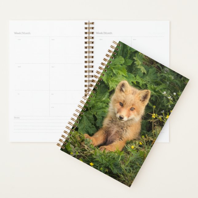 Animaux de bébés cutest | Renard rouge à Umnak Ala (Devant avec enveloppe)