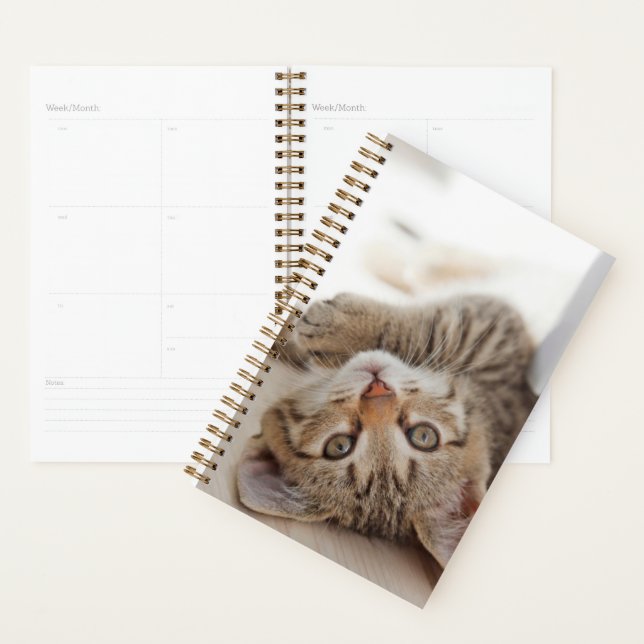 Animaux de bébés cutest | Shorthair Tabby Kitten (Devant avec enveloppe)