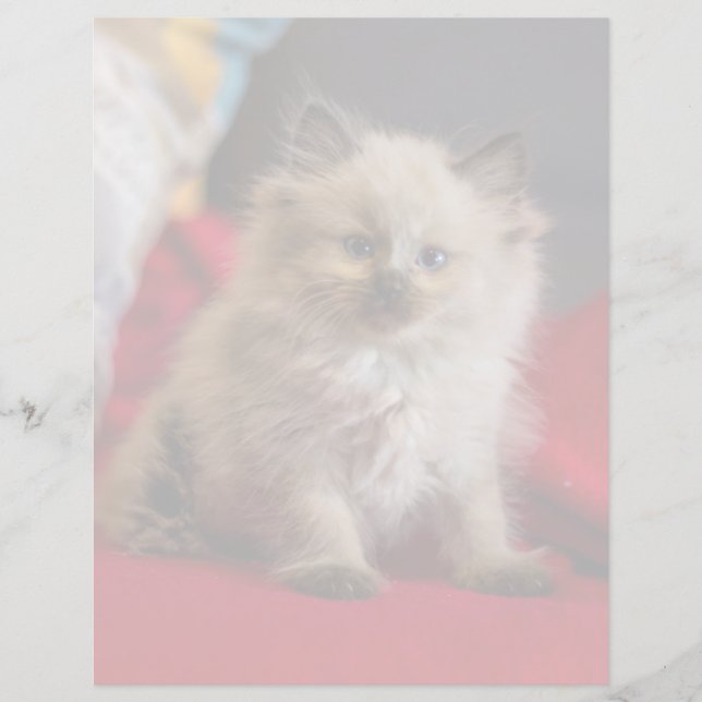 Animaux de bébés cutest | Siamese Kitten (Devant)