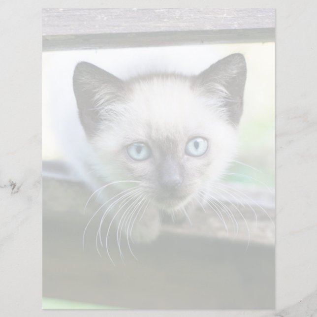 Animaux de bébés cutest | Siamese Kitten (Devant)