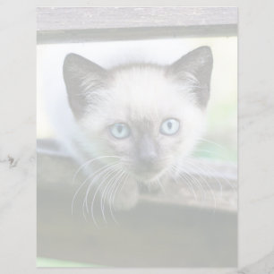 Animaux de bébés cutest Siamese Kitten