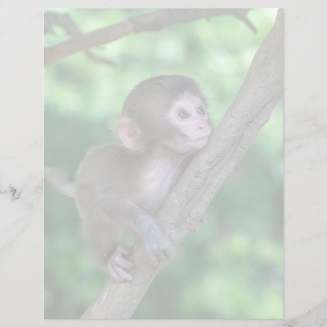 Animaux de bébés cutest | Singe bébé (Devant)
