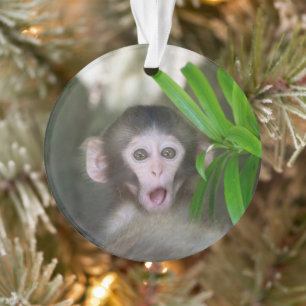 Animaux de bébés cutest Singe des neiges surpris