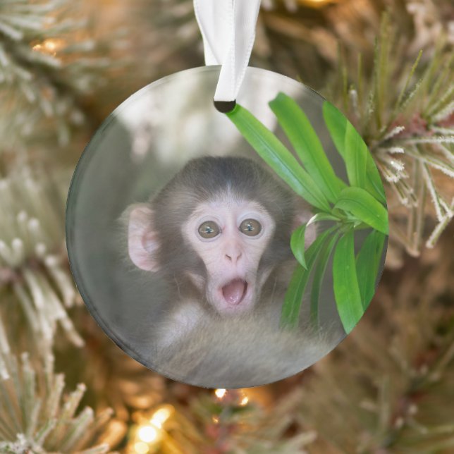 Animaux de bébés cutest | Singe des neiges surpris (Arbre)