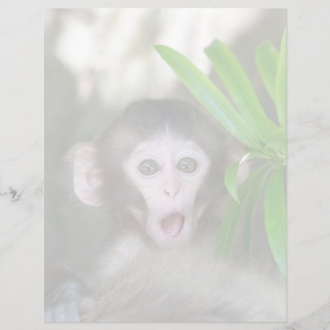 Animaux de bébés cutest | Singe des neiges surpris (Devant)