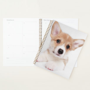 Animaux de bébés cutest Sweet Baby Corgi