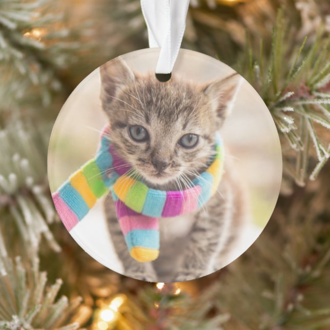 Animaux de bébés cutest | Tabby Kitten Écharpe arc (Arbre)