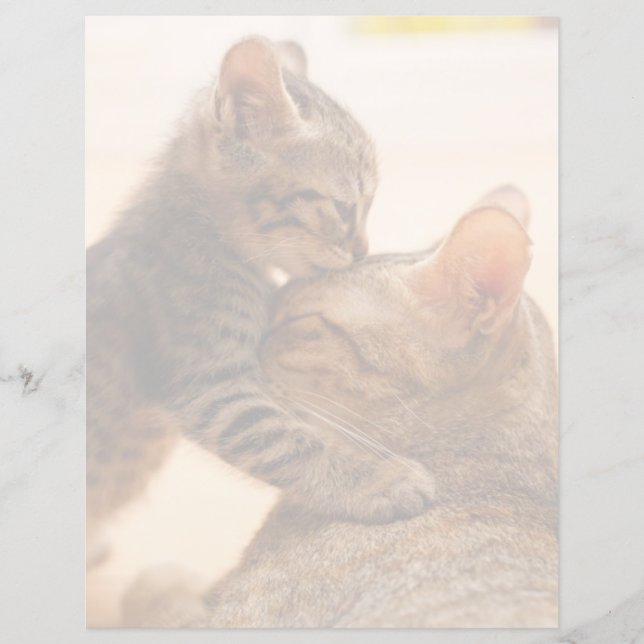 Animaux de bébés cutest | Tabby Kitten Kiss (Devant)