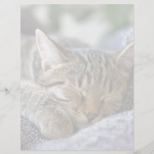 Animaux de bébés cutest Tabby Kitten Sommeil