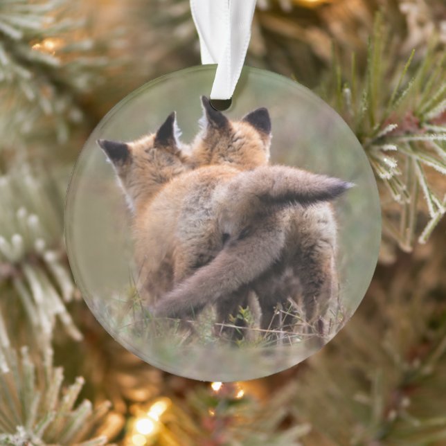Animaux de bébés cutest | Tails de verrouillage de (Arbre)