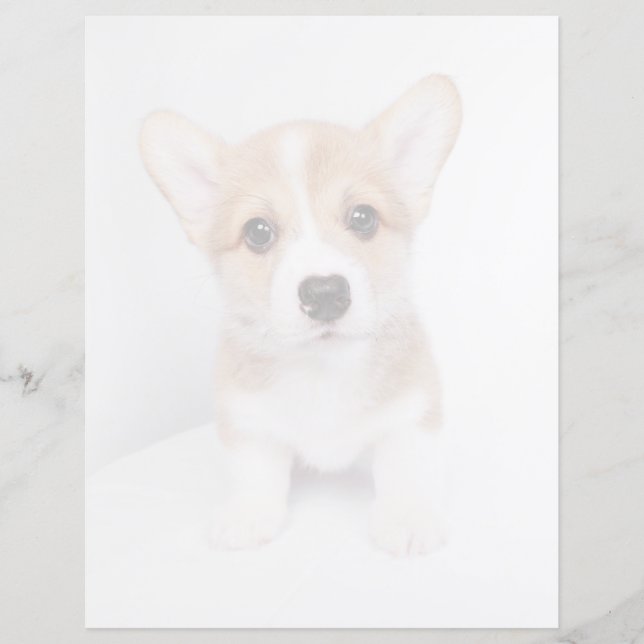 Animaux de bébés cutest | Tiny Corgi (Devant)