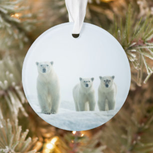 Animaux de bébés cutest   Trois jeunes ours polair