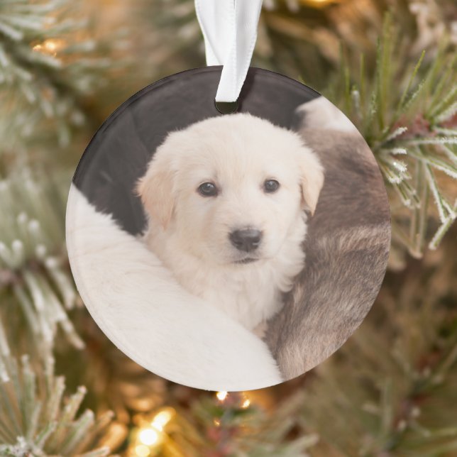 Animaux de bébés cutest | Un mignon seau de chiots (Arbre)
