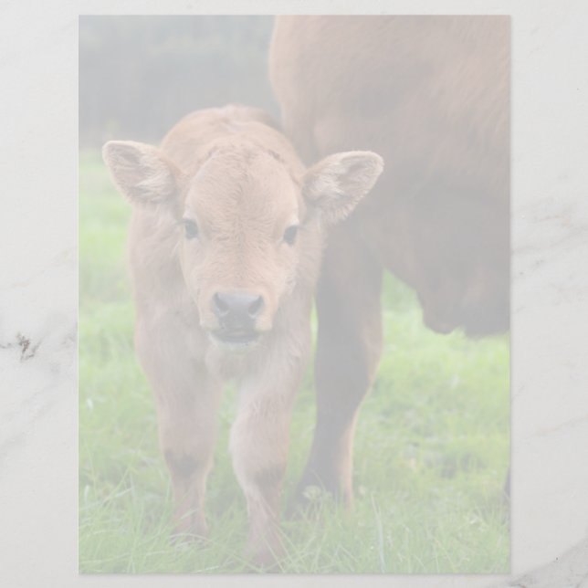 Animaux de bébés cutest | Vache et veau (Devant)
