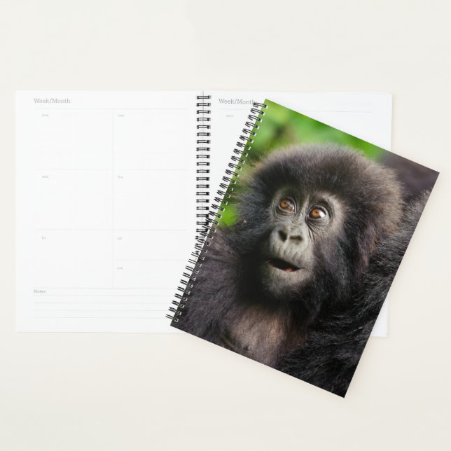 Animaux de bébés cutest | Young Mountain Gorilla (Devant avec enveloppe)