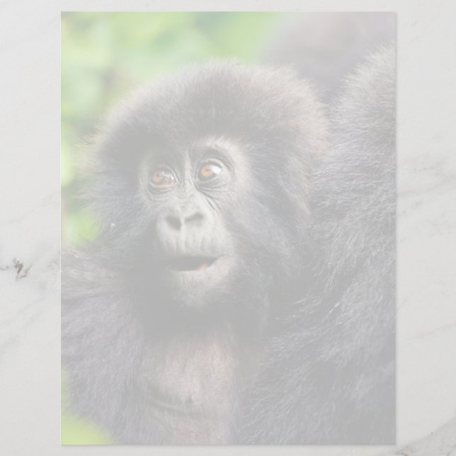 Animaux de bébés cutest | Young Mountain Gorilla (Devant)