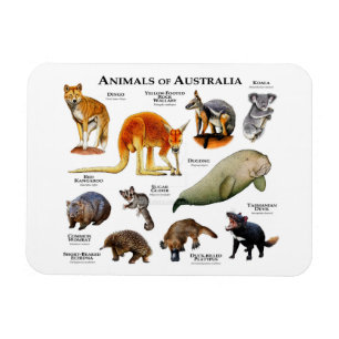 Animaux du Magnet australien