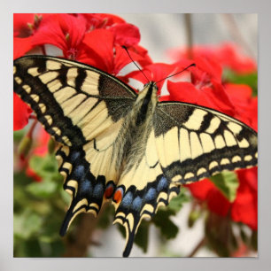 Anise Swallowtail Poster Imprimer