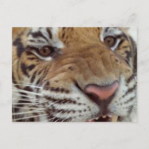 Année de la carte postale du tigre