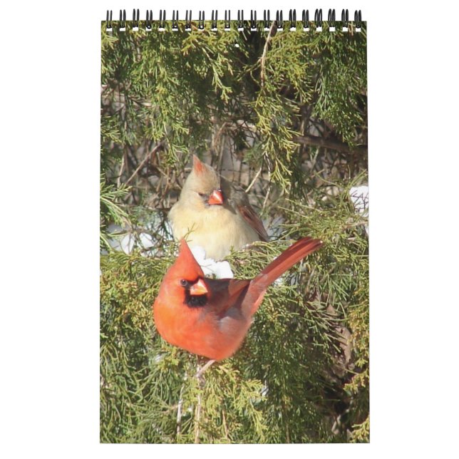 Année du calendrier des cardinaux (Protection)