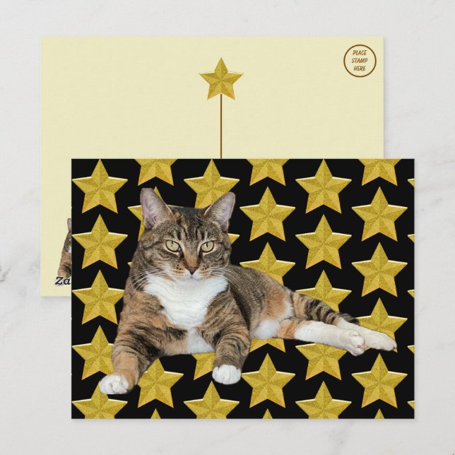Annie's Star : Carte postale de chat (Devant / Derrière)