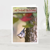 Anniversaire - carte de voeux de sittelle